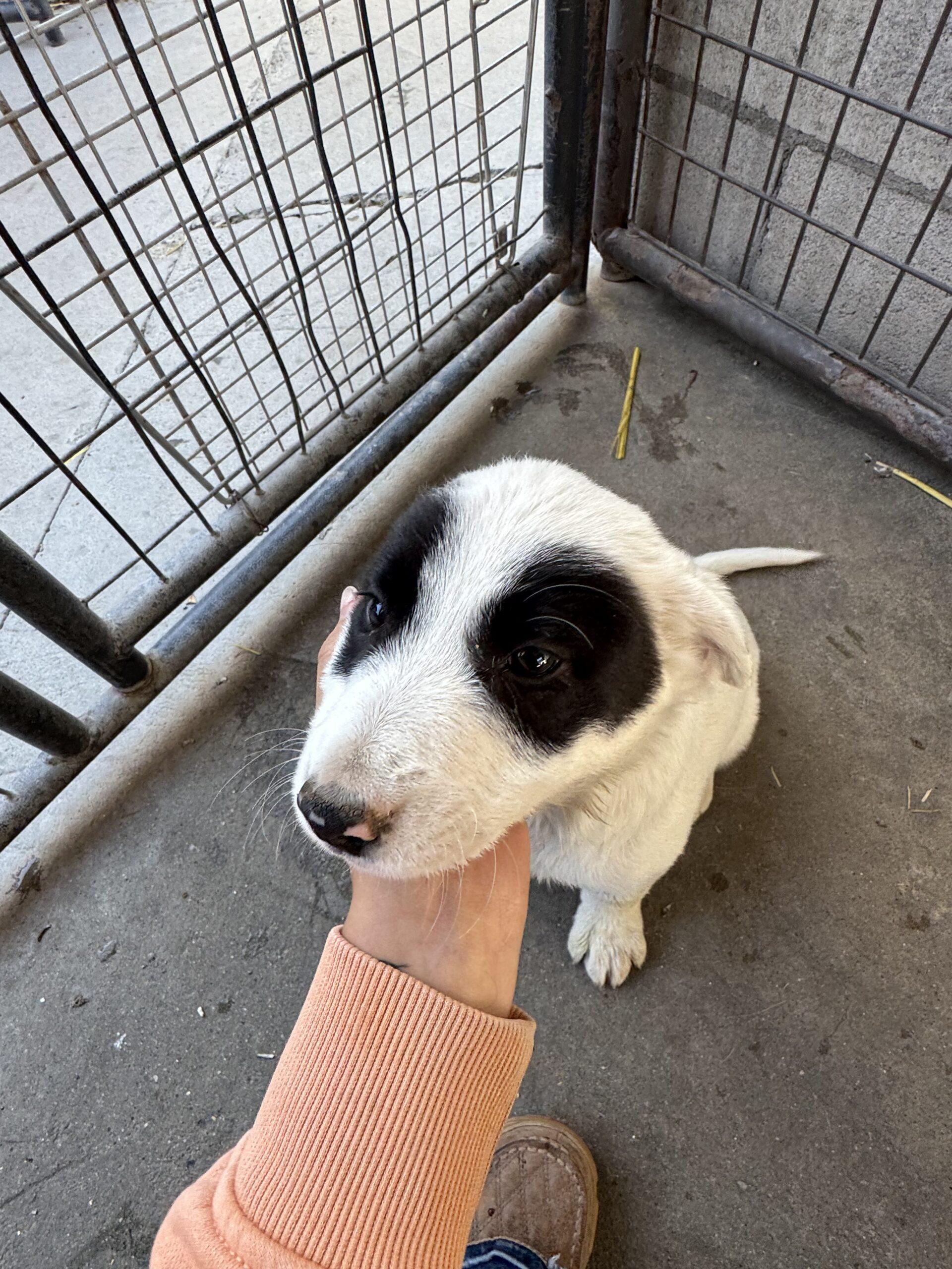 Hawk Eye, an adoptable Border Collie, Mixed Breed in Dillon, MT, 59725 | Photo Image 1