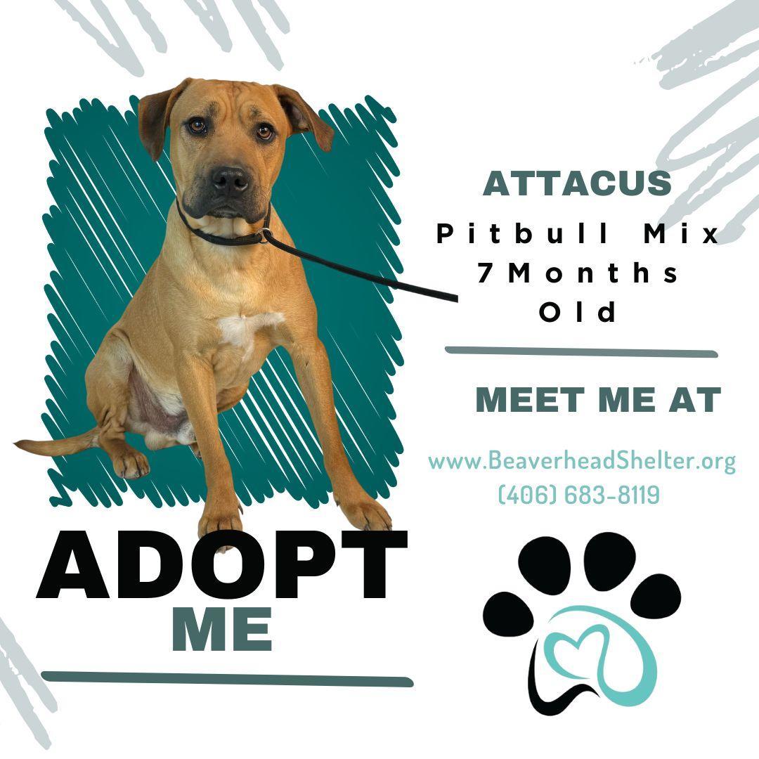 Attitcus, an adoptable Pit Bull Terrier, Mixed Breed in Dillon, MT, 59725 | Photo Image 1