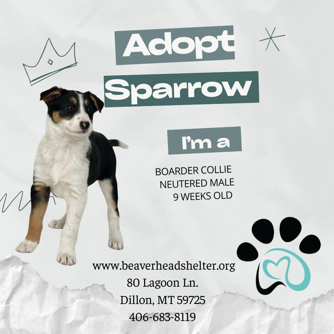 Sparrow, an adoptable Border Collie, Mixed Breed in Dillon, MT, 59725 | Photo Image 1