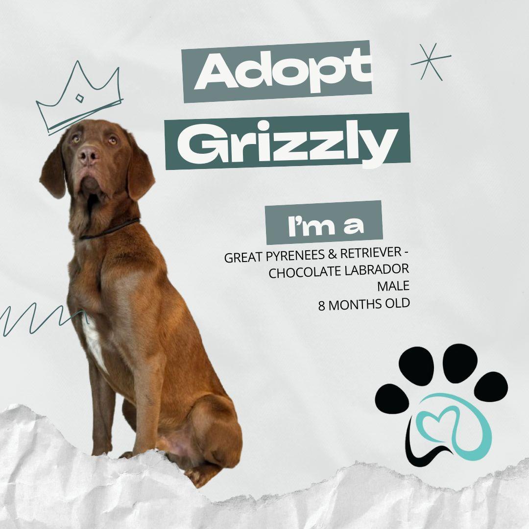 Grizzly, an adoptable Great Pyrenees, Chocolate Labrador Retriever in Dillon, MT, 59725 | Photo Image 1