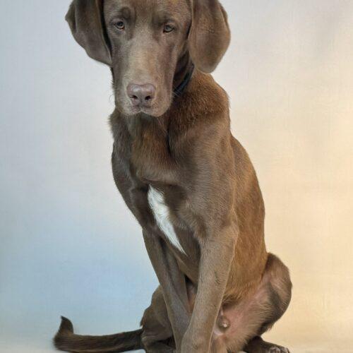 Grizzly, an adoptable Great Pyrenees, Chocolate Labrador Retriever in Dillon, MT, 59725 | Photo Image 2