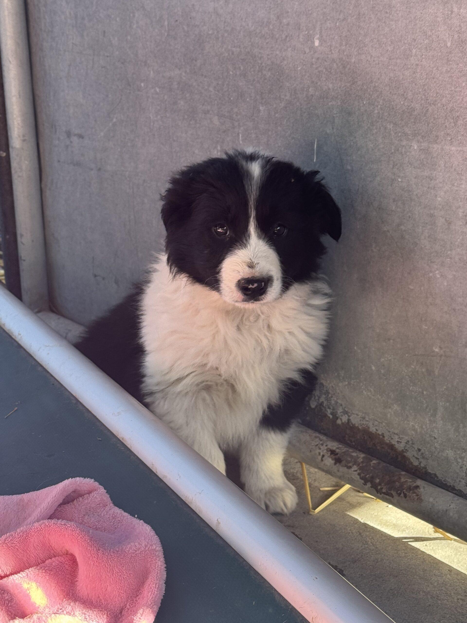 Smokey, an adoptable Border Collie, Mixed Breed in Dillon, MT, 59725 | Photo Image 1