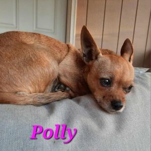 Polly