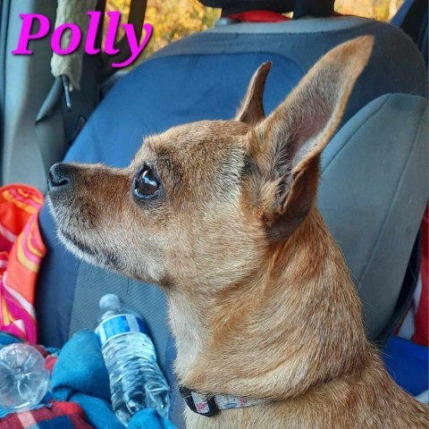 Polly 4