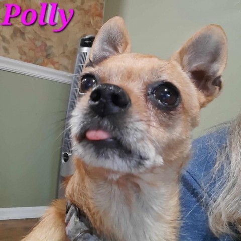 Polly 5