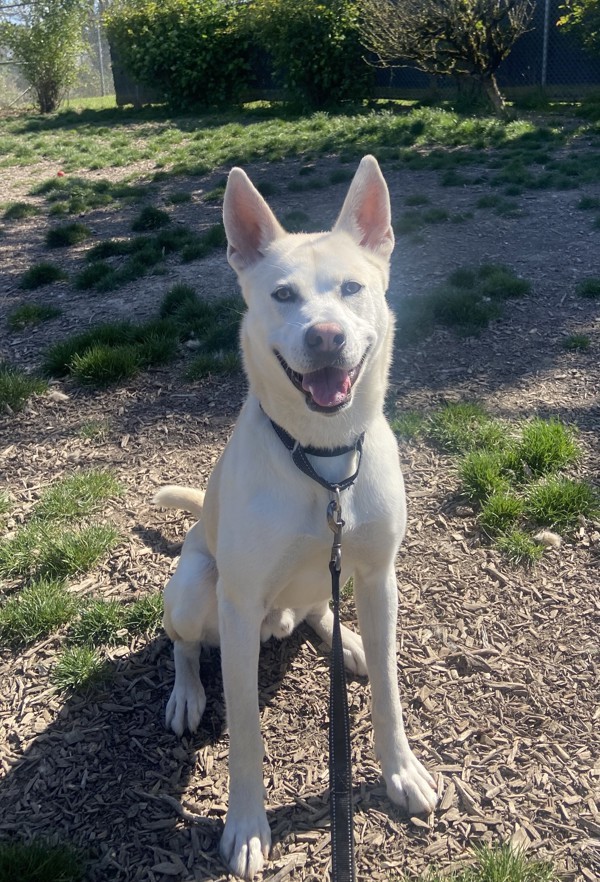 Alaric, an adoptable Shepherd in Salem, OR, 97301 | Photo Image 1