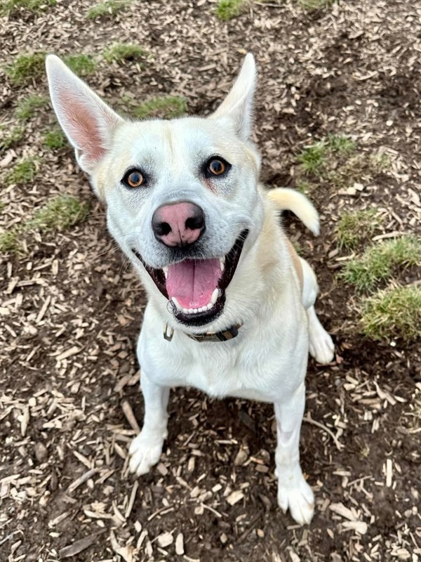 Alaric, an adoptable Shepherd in Salem, OR, 97301 | Photo Image 2