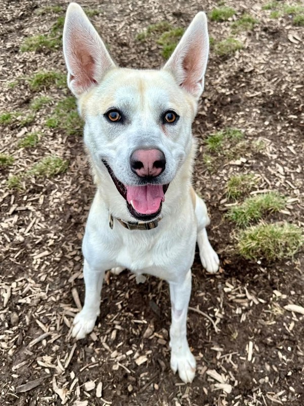 Alaric, an adoptable Shepherd in Salem, OR, 97301 | Photo Image 3
