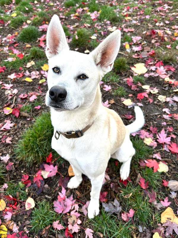 Alaric, an adoptable Shepherd in Salem, OR, 97301 | Photo Image 4