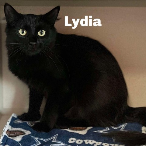 Lydia 240750, an adoptable Domestic Medium Hair in Escanaba, MI, 49829 | Photo Image 1