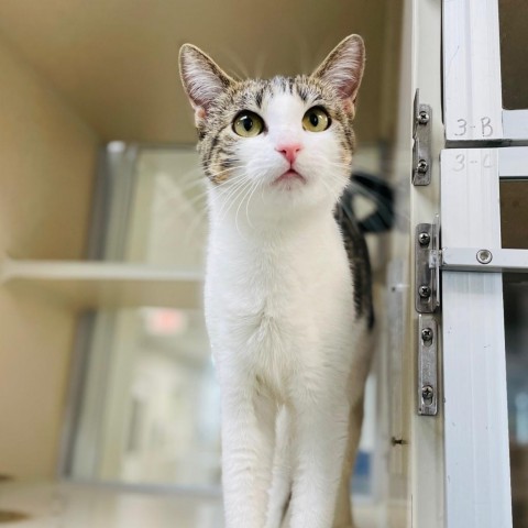 Maxine, an adoptable Domestic Short Hair in Great Falls, MT, 59404 | Photo Image 1