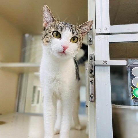 Maxine, an adoptable Domestic Short Hair in Great Falls, MT, 59404 | Photo Image 4