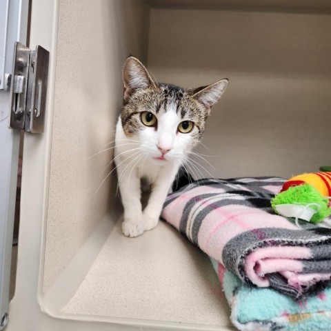 Maxine, an adoptable Domestic Short Hair in Great Falls, MT, 59404 | Photo Image 5