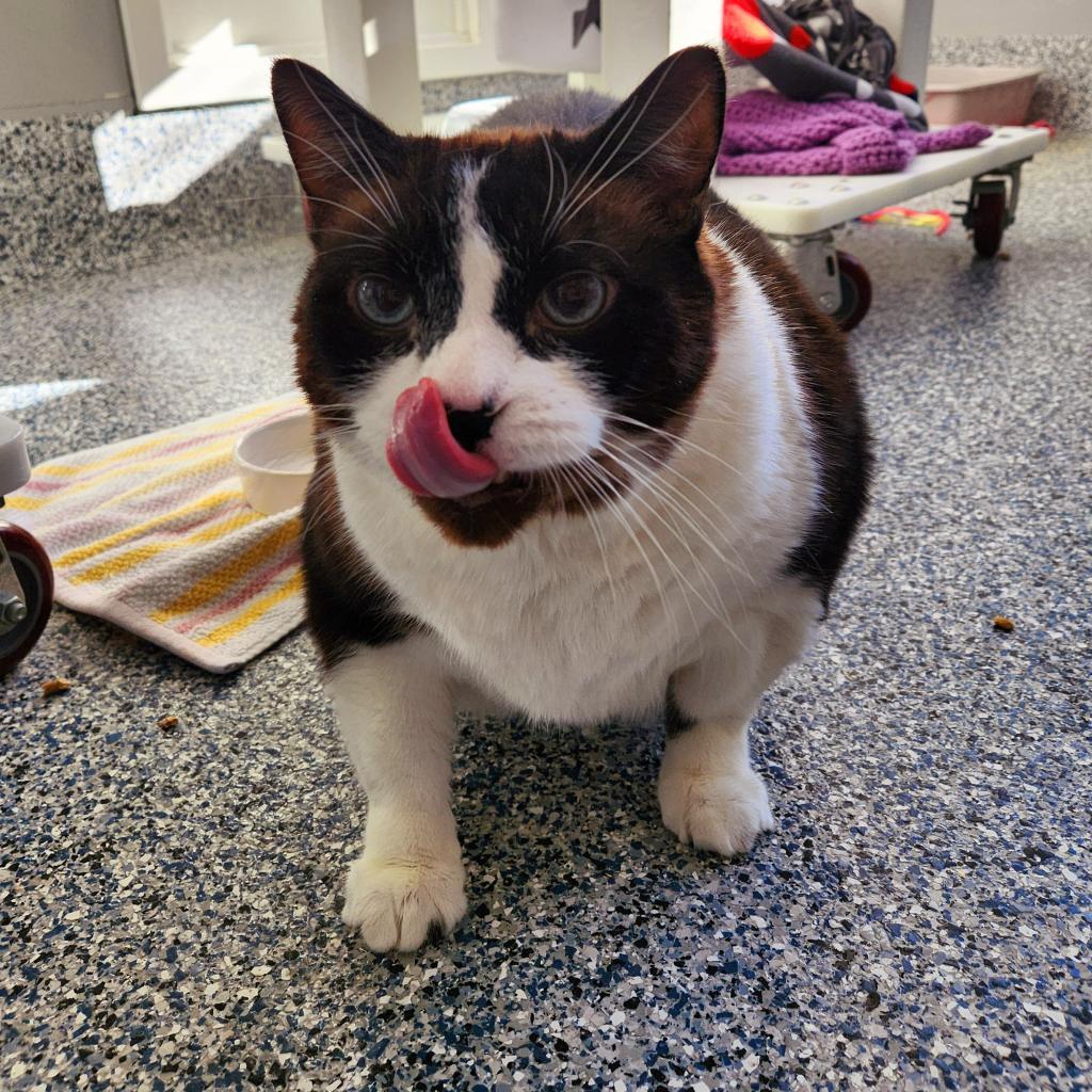 Milo, an adoptable Domestic Short Hair in Great Falls, MT, 59404 | Photo Image 1