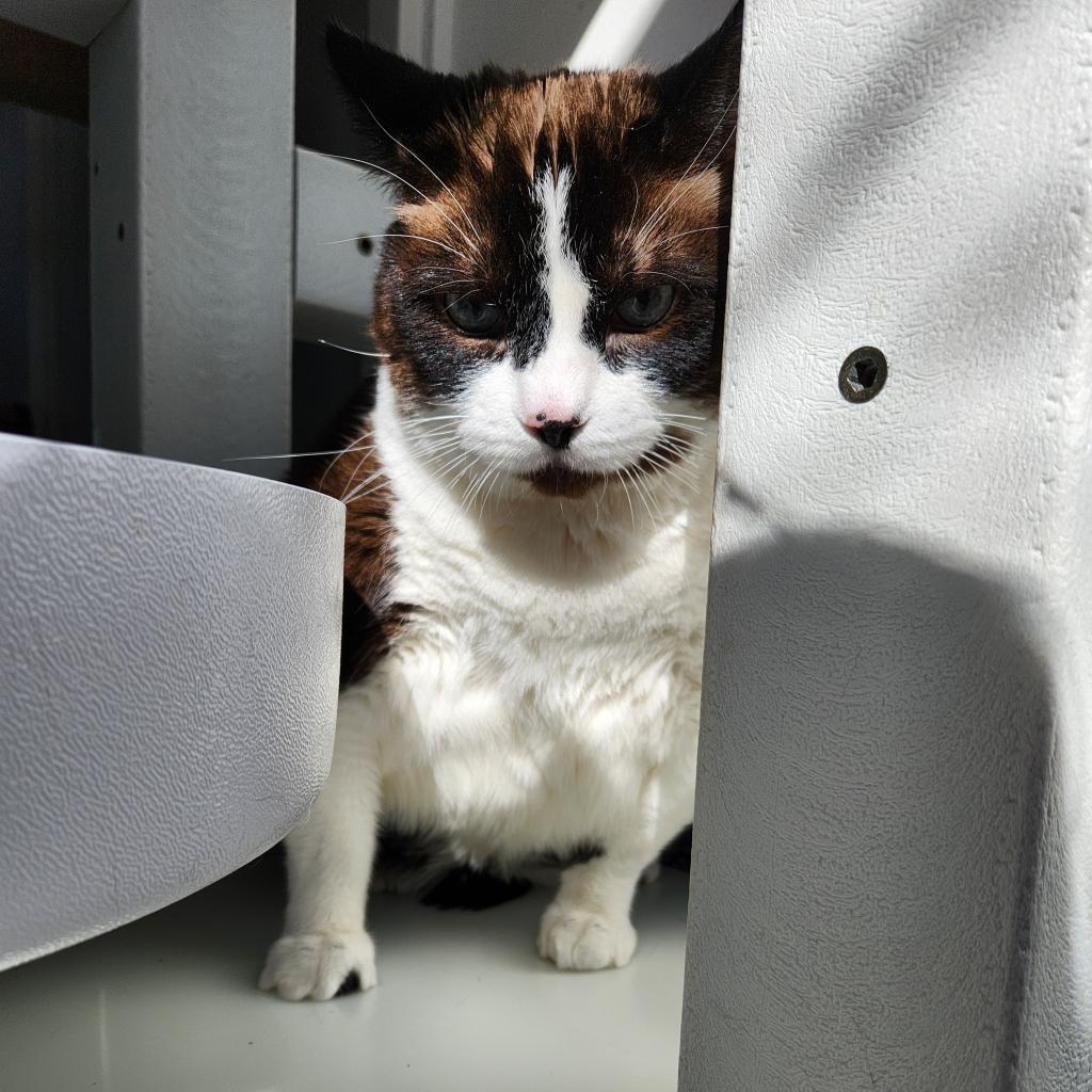 Milo, an adoptable Domestic Short Hair in Great Falls, MT, 59404 | Photo Image 4