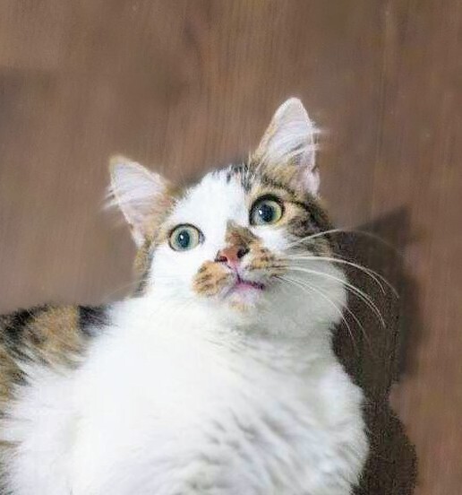 Duke (barn cat)