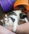 Duke (barn cat) photo 2