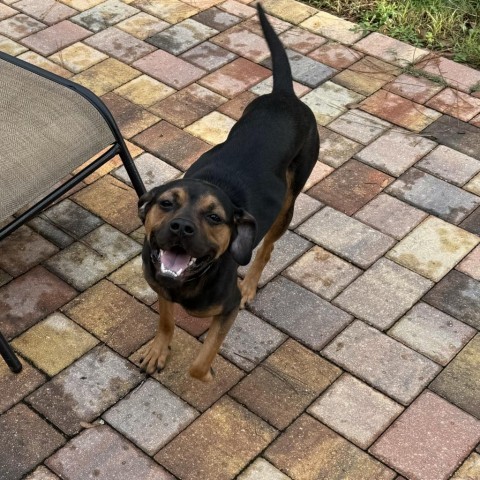 Olive, an adoptable Beauceron, Pug in Lutz, FL, 33548 | Photo Image 1