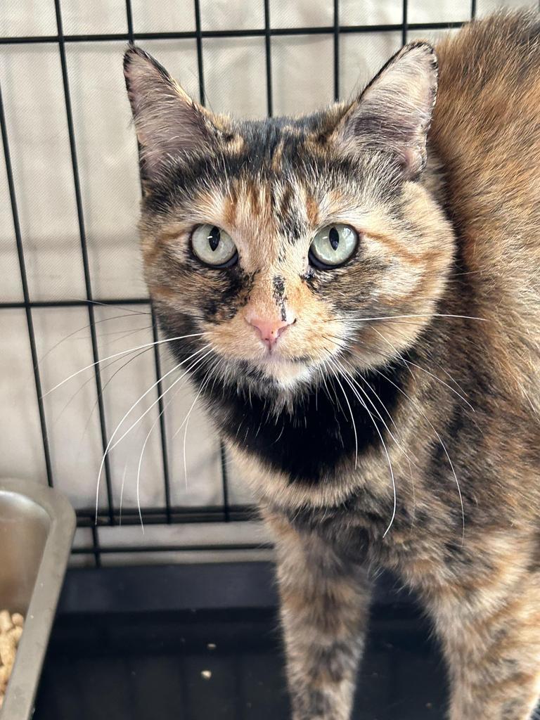 Mikayla, an adoptable Domestic Medium Hair in Ontario, OR, 97914 | Photo Image 4