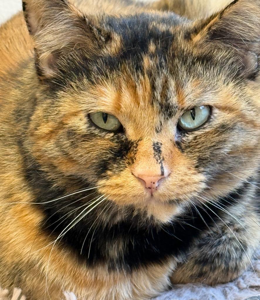 Mikayla, an adoptable Domestic Medium Hair in Ontario, OR, 97914 | Photo Image 5