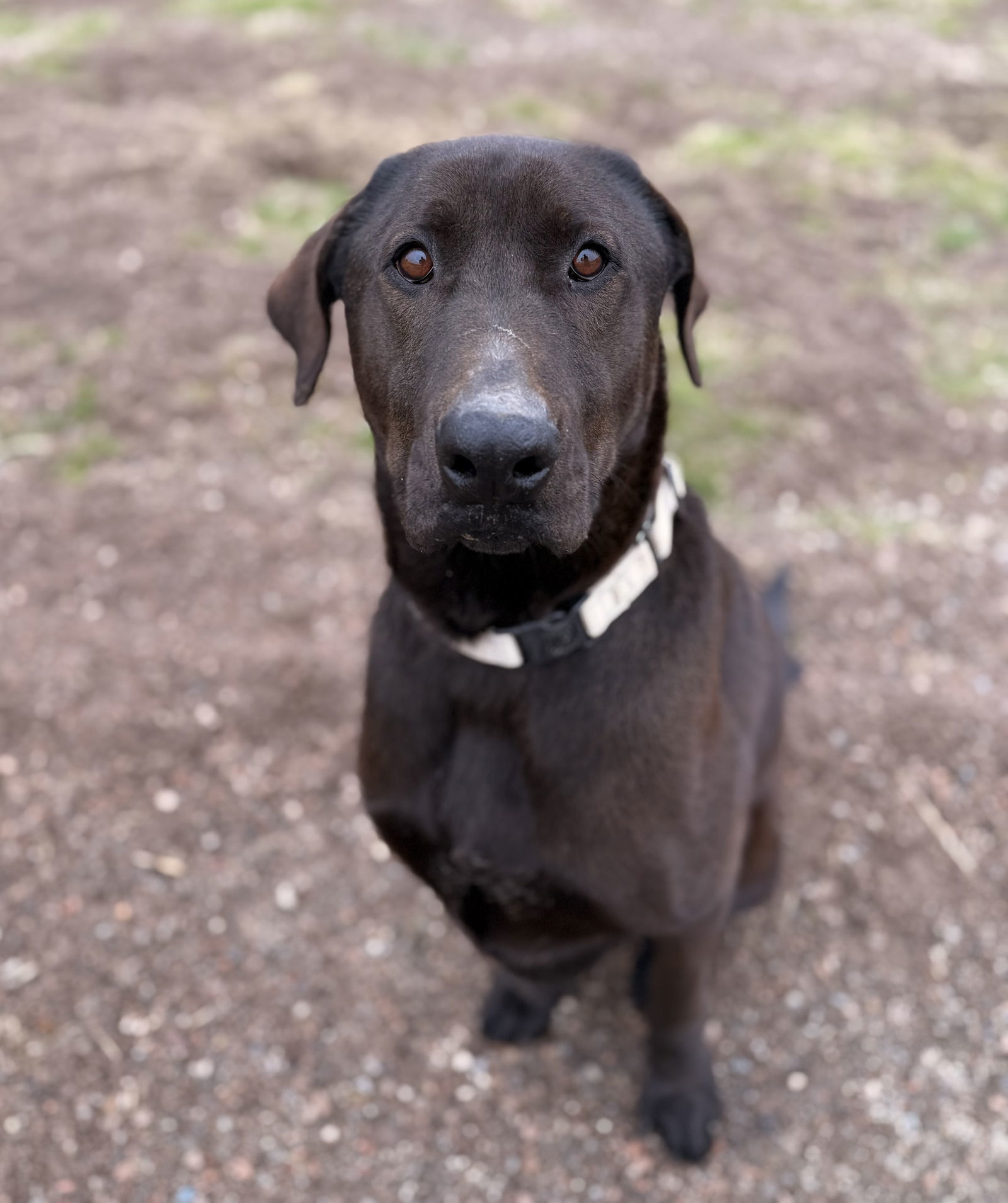 Malachi, an adoptable Labrador Retriever, Mastiff in Yreka, CA, 96097 | Photo Image 1