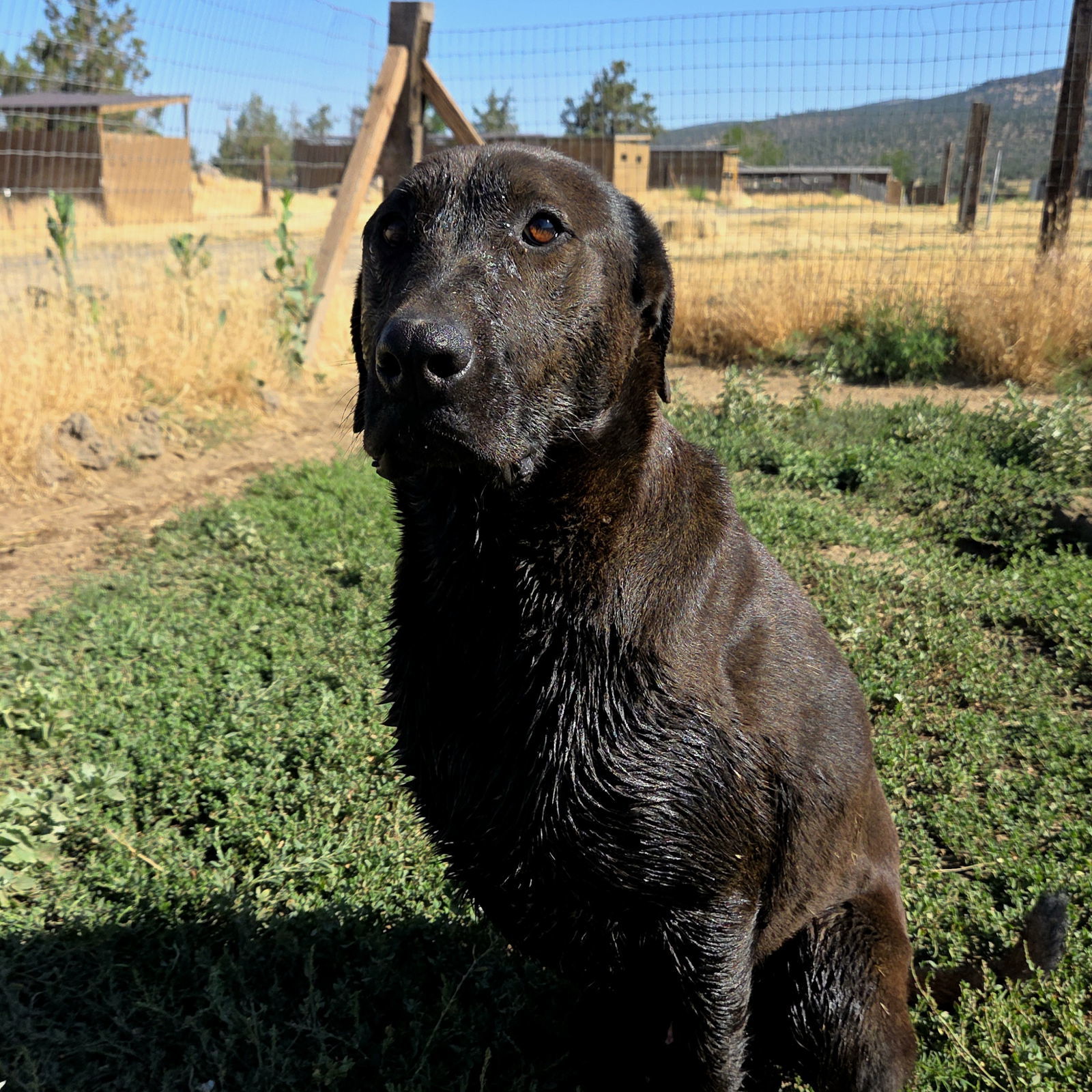 Malachi, an adoptable Labrador Retriever, Mastiff in Yreka, CA, 96097 | Photo Image 1