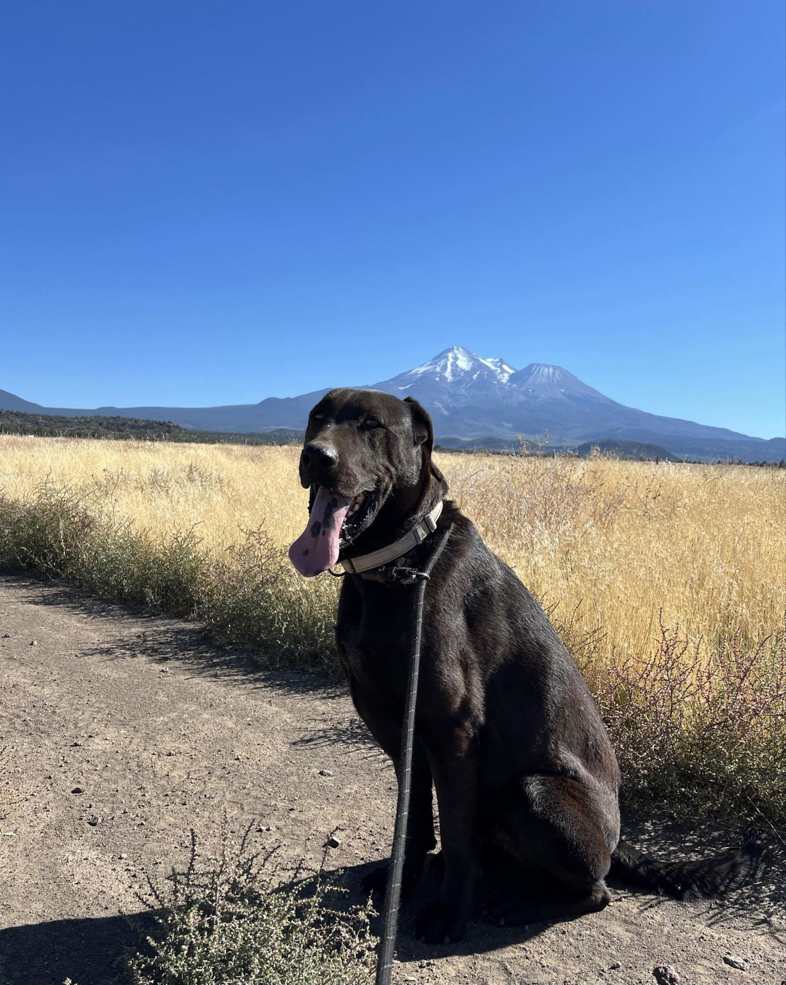 Malachi, an adoptable Labrador Retriever, Mastiff in Yreka, CA, 96097 | Photo Image 3