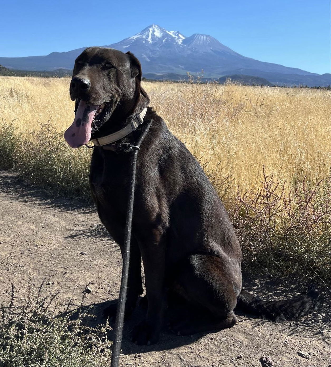 Malachi, an adoptable Labrador Retriever, Mastiff in Yreka, CA, 96097 | Photo Image 3