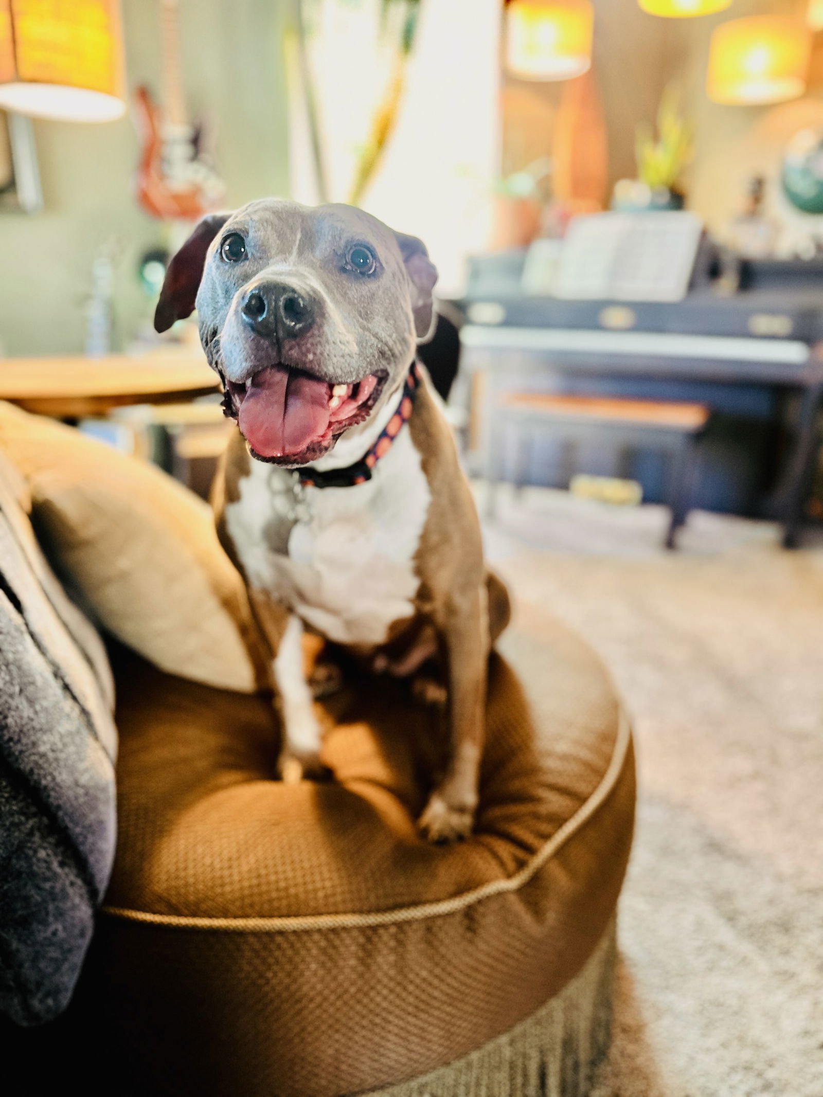 Coco, an adoptable Pit Bull Terrier in Fort Collins, CO, 80524 | Photo Image 1