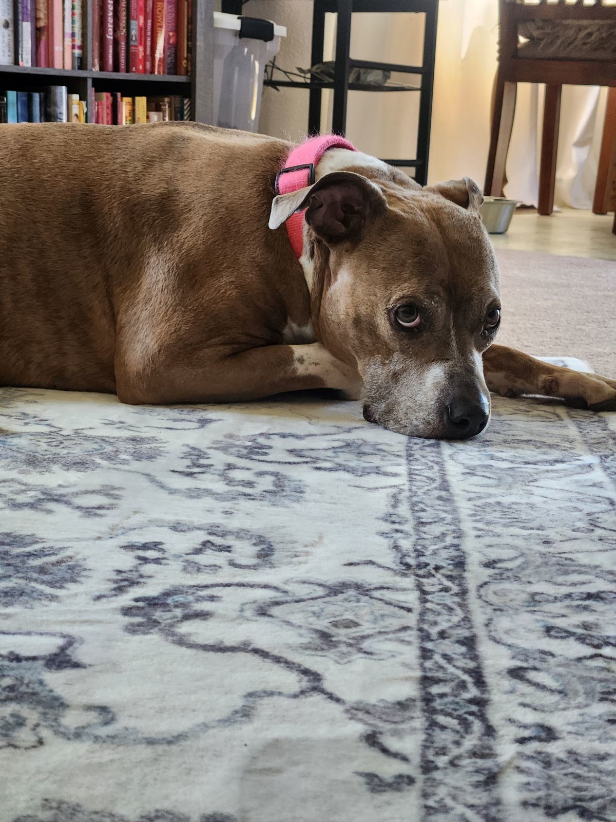 Coco, an adoptable Pit Bull Terrier in Fort Collins, CO, 80524 | Photo Image 2