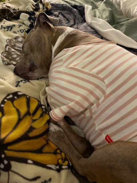 Coco, an adoptable Pit Bull Terrier in Fort Collins, CO, 80524 | Photo Image 3