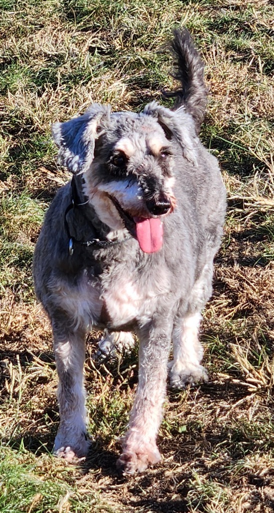 Tramp, an adoptable Schnauzer in Walnutport, PA, 18088 | Photo Image 1