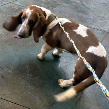 RUFUS - ADOPTION PENDING! 2