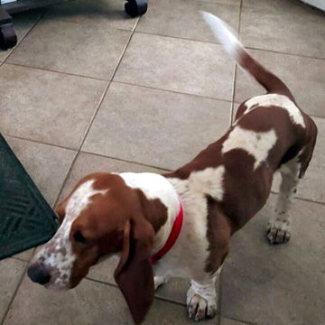 RUFUS - ADOPTION PENDING! 3