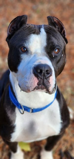 Clovis, Adult Male Pit Bull Terrier