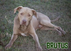 Brutus