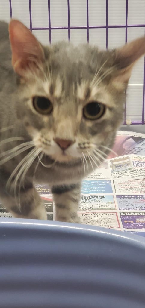 Liam(Finn), an adoptable Domestic Short Hair in Denham Springs, LA, 70726 | Photo Image 1