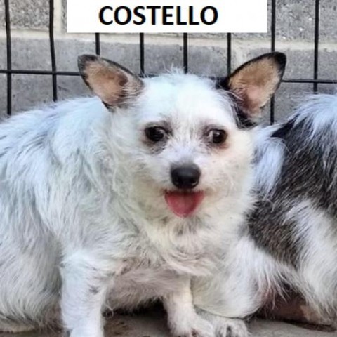 Costello