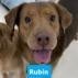 Rubin (Bonded With Cherise) 1