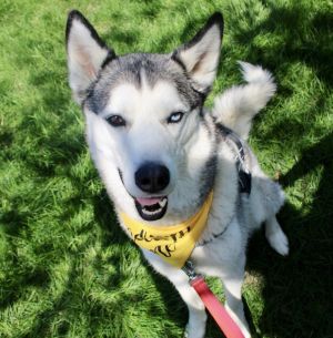 Tyr, Adult Male Husky