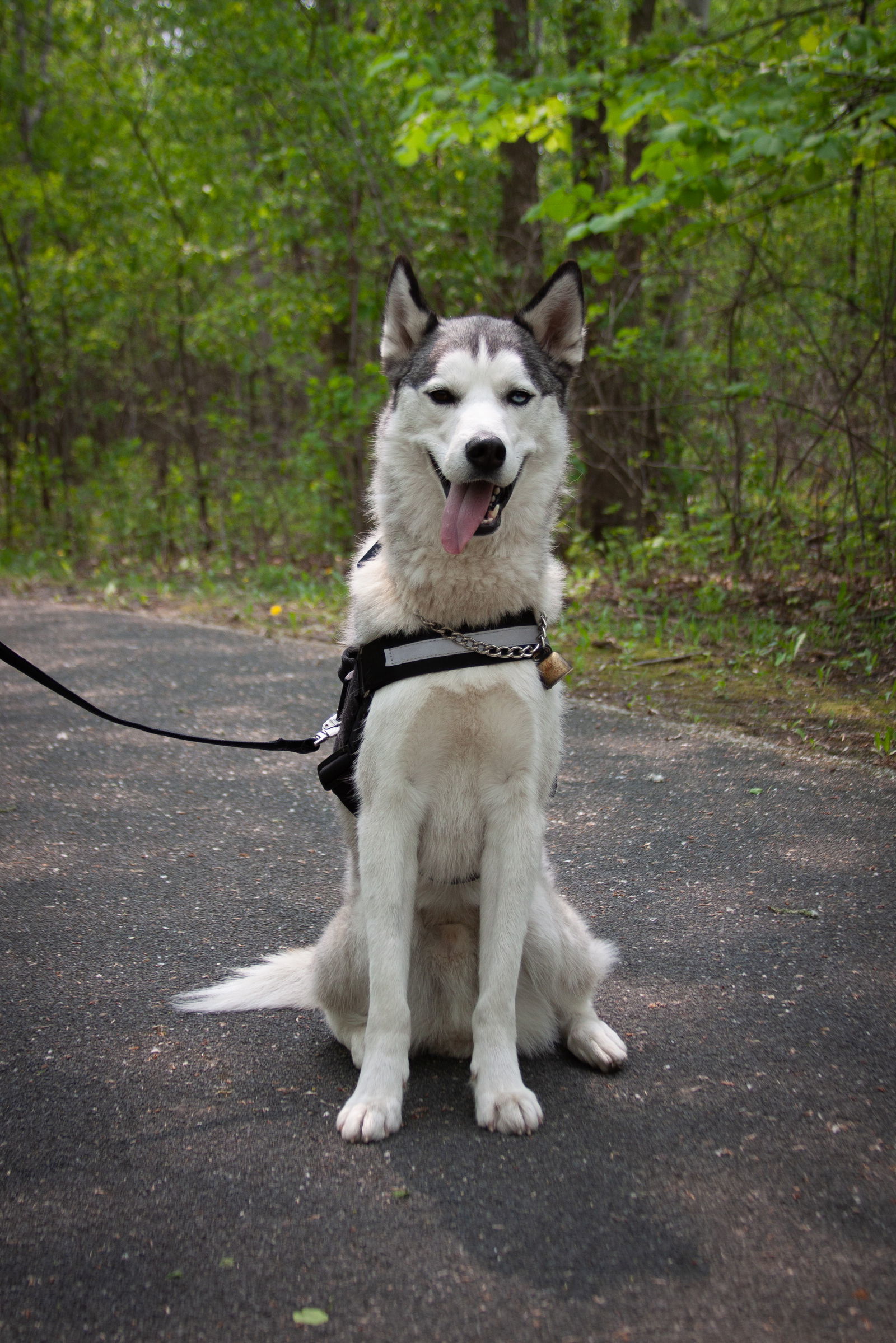 Tyr, an adoptable Husky in Brooklyn Center, MN, 55429 | Photo Image 3