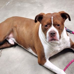 Benji, Adult Male Boxer