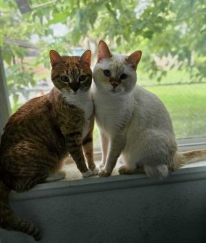 Mantis, Adult Female Domestic Short Hair