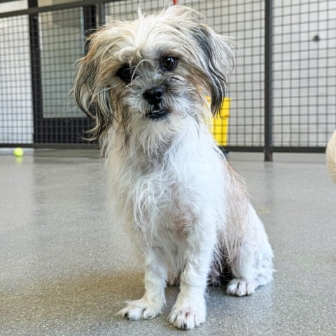 Flo, an adoptable Mixed Breed in Hailey, ID, 83333 | Photo Image 1