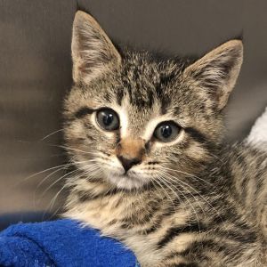 Judy Blume, Young Female Domestic Short Hair