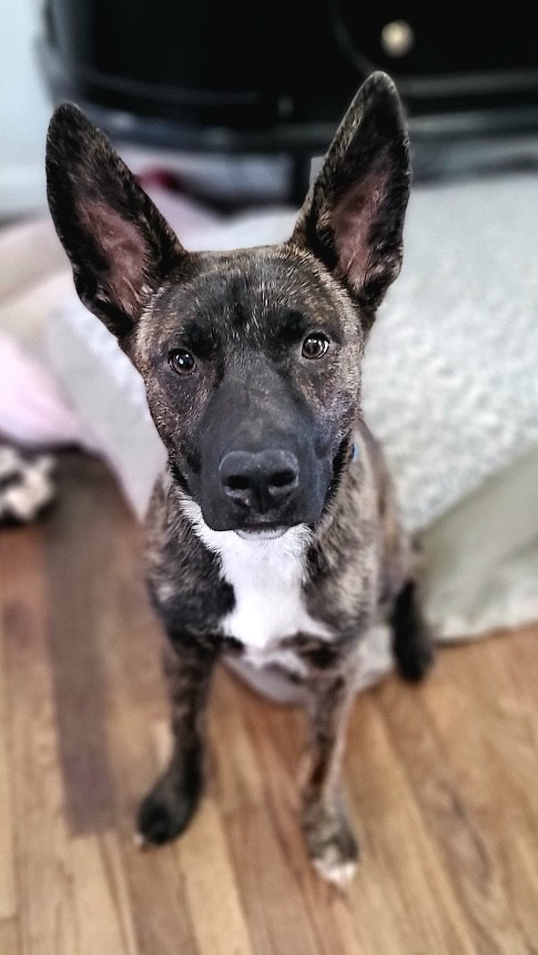 Frankie, an adoptable Cattle Dog, Shepherd in Salt Lake City, UT, 84117 | Photo Image 1