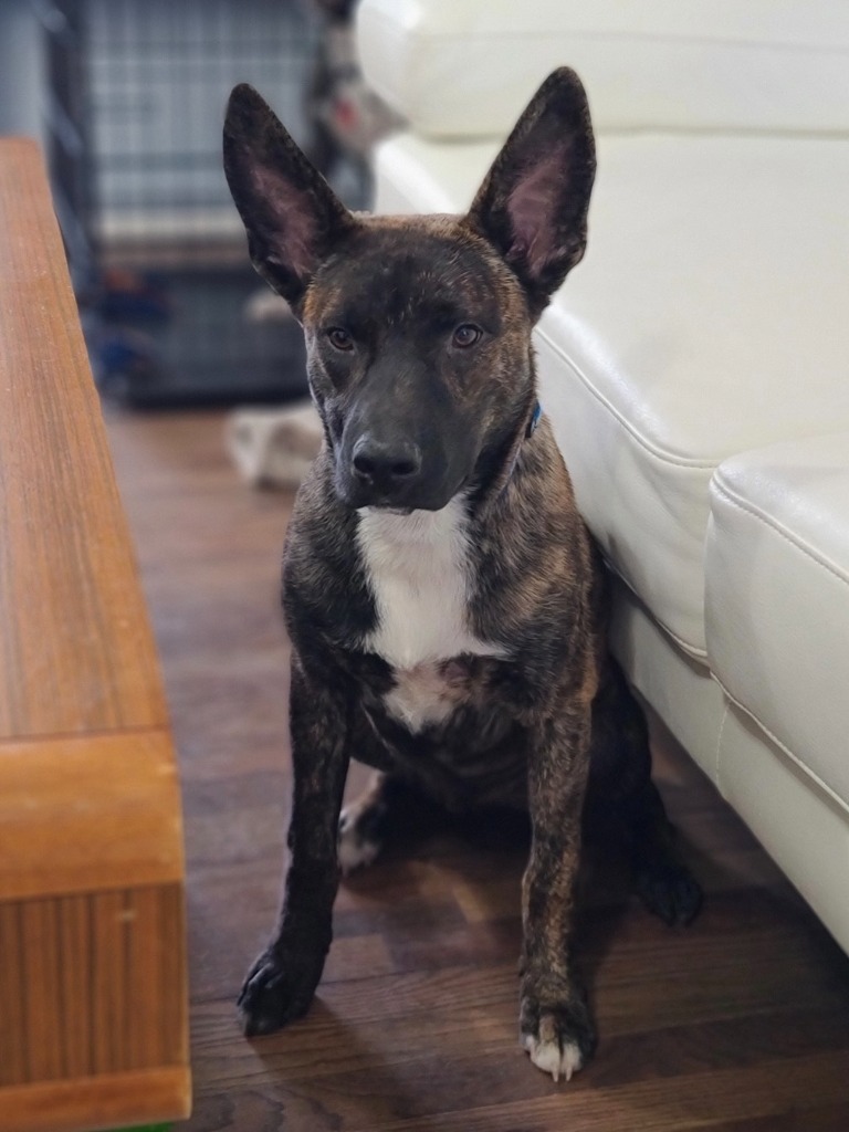 Frankie, an adoptable Cattle Dog, Shepherd in Salt Lake City, UT, 84117 | Photo Image 1