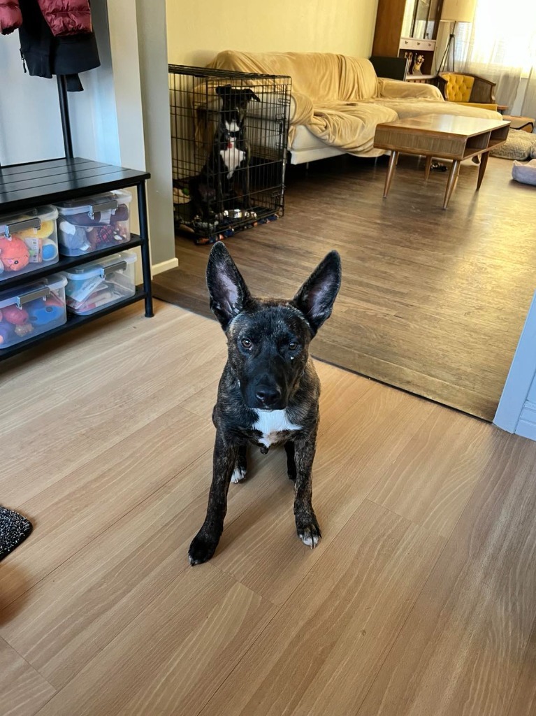 Frankie, an adoptable Cattle Dog, Shepherd in Salt Lake City, UT, 84117 | Photo Image 2