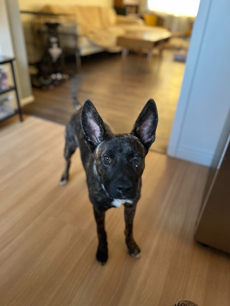 Frankie, an adoptable Cattle Dog, Shepherd in Salt Lake City, UT, 84117 | Photo Image 3