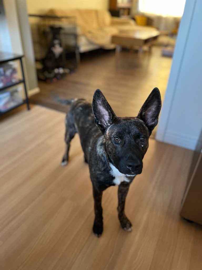 Frankie, an adoptable Cattle Dog, Shepherd in Salt Lake City, UT, 84117 | Photo Image 4